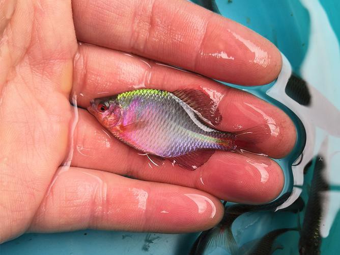 6cm的魚圖片【《6cm的魚圖片》】