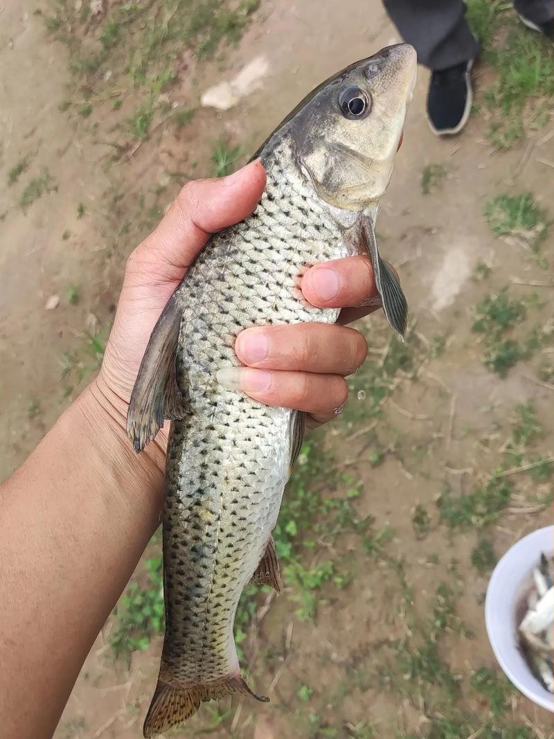 6cm的魚圖片【《6cm的魚圖片》】
