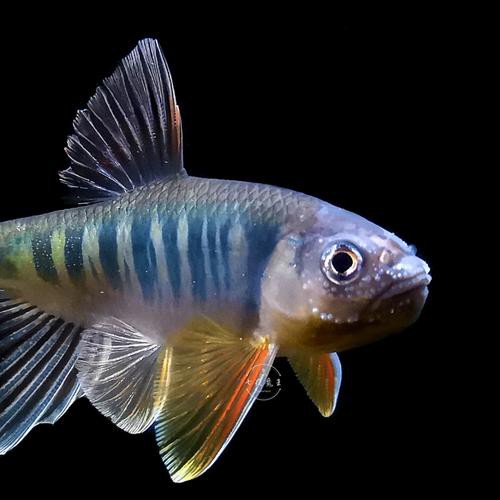 6cm的魚圖片【《6cm的魚圖片》】