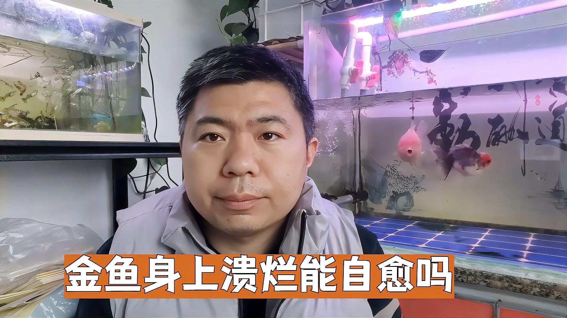 魚身上潰爛會自愈嗎【魚身上出現(xiàn)潰爛情況能否自愈受多種因素影響，智能模式回答】