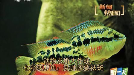 七彩菠蘿魚為何不建議吃【《七彩菠蘿魚為何不建議吃》七彩菠蘿魚為何不建議吃】