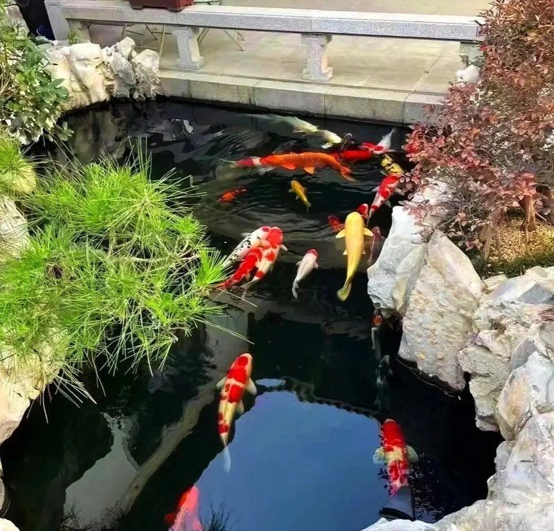 魚在玄學中代表什么【魚在商業空間和玄學中的象征意義在玄學中的象征意義】