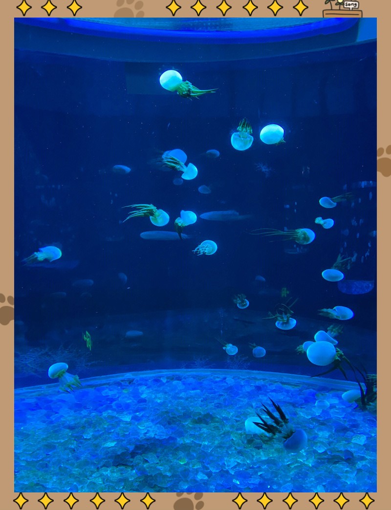 南山水族店【深圳南山水族店中哪家口碑最好龍威水族店具體地址在哪里】