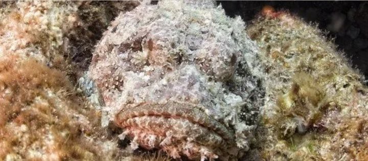 世界上最危險(xiǎn)的魚(yú)【世界上最危險(xiǎn)的魚(yú)——非洲虎魚(yú)】