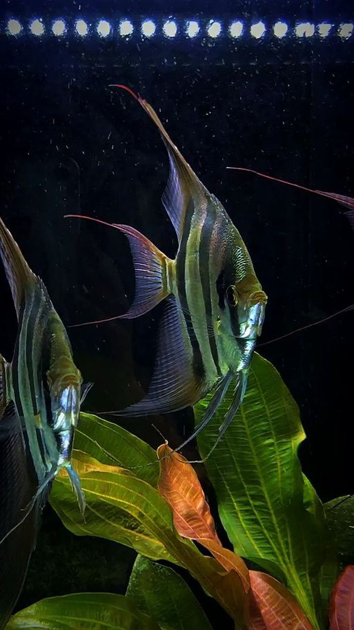 秘魯燕魚圖片【神仙魚的分類終結】