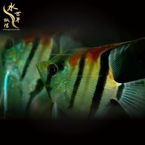 秘魯燕魚圖片【神仙魚的分類終結】