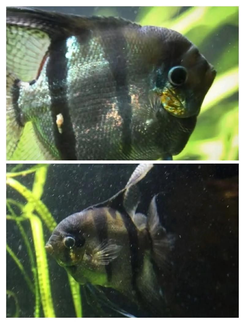 秘魯燕魚圖片【神仙魚的分類終結】