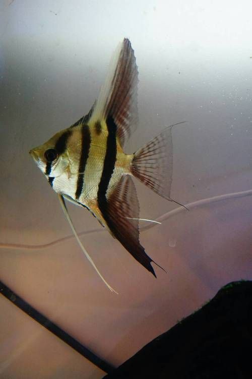 秘魯燕魚圖片【神仙魚的分類終結(jié)】
