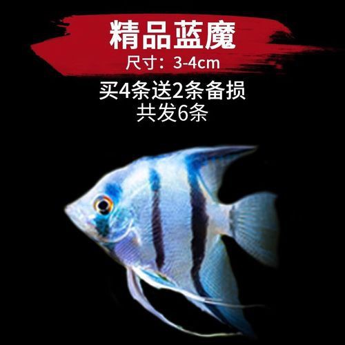 秘魯燕魚圖片【神仙魚的分類終結】