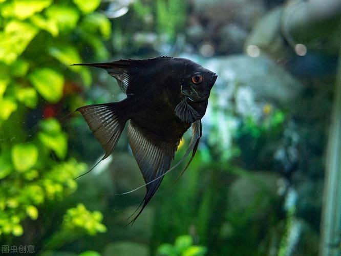 秘魯燕魚圖片【神仙魚的分類終結】