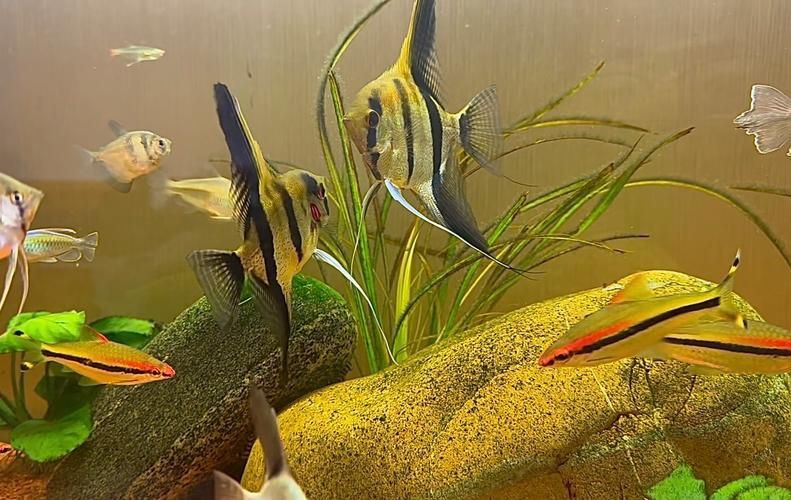 秘魯燕魚圖片【神仙魚的分類終結】