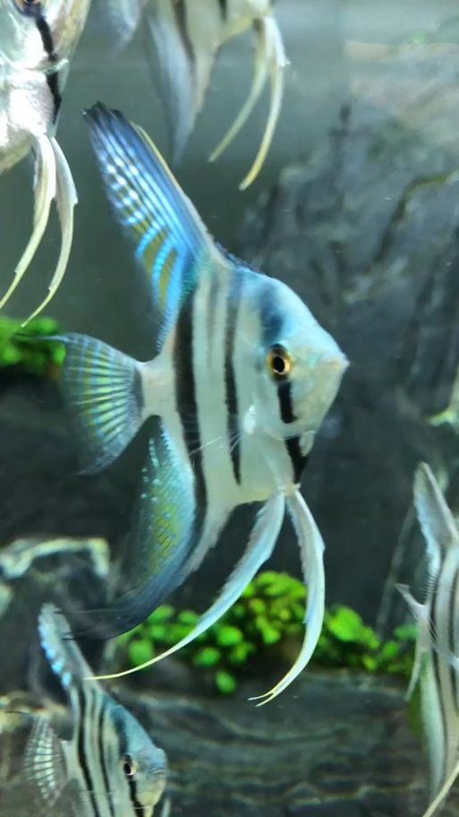 秘魯燕魚圖片【神仙魚的分類終結】