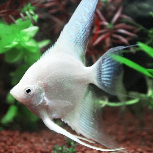 秘魯燕魚圖片【神仙魚的分類終結】