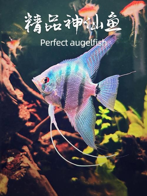 秘魯燕魚圖片【神仙魚的分類終結】