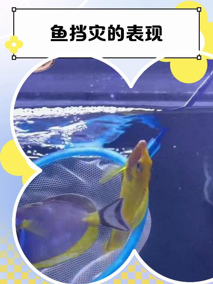 魚擋災的表現【《魚擋災的表現》】