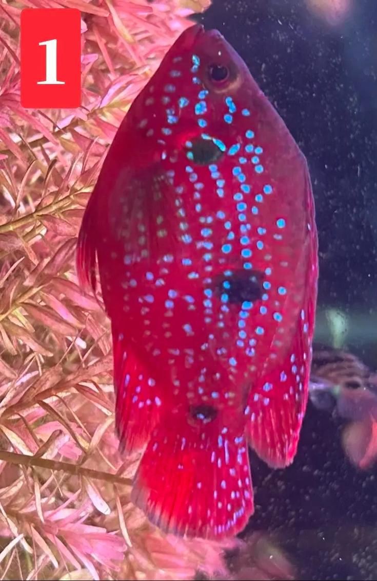 紅寶石公母對照圖【關于紅寶石魚公母區(qū)分的詳細對照指南，助力飼養(yǎng)者精準判斷】 紅寶石公母對照圖【關于紅寶石魚公母區(qū)分的詳細對照指南，助力飼養(yǎng)者精準判斷】 龍魚論壇 第3張
