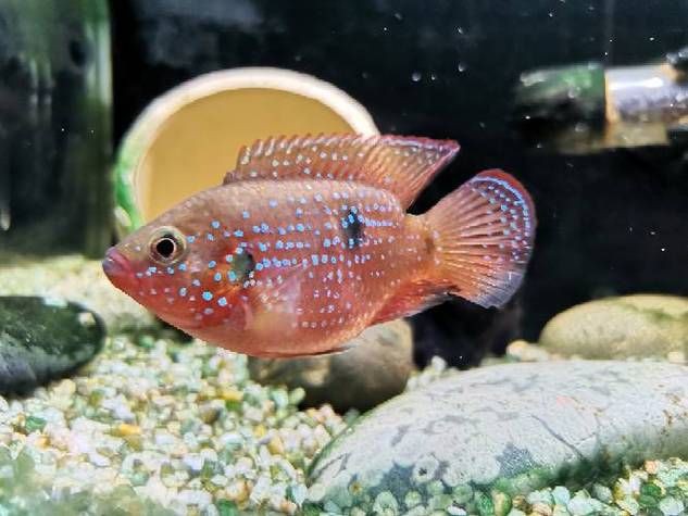 紅寶石公母對照圖【關于紅寶石魚公母區(qū)分的詳細對照指南，助力飼養(yǎng)者精準判斷】 紅寶石公母對照圖【關于紅寶石魚公母區(qū)分的詳細對照指南，助力飼養(yǎng)者精準判斷】 龍魚論壇 第21張