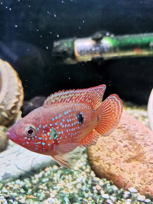 紅寶石公母對照圖【關于紅寶石魚公母區(qū)分的詳細對照指南，助力飼養(yǎng)者精準判斷】 紅寶石公母對照圖【關于紅寶石魚公母區(qū)分的詳細對照指南，助力飼養(yǎng)者精準判斷】 龍魚論壇 第18張