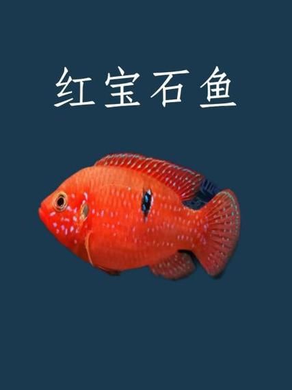 紅寶石公母對照圖【關于紅寶石魚公母區(qū)分的詳細對照指南，助力飼養(yǎng)者精準判斷】 紅寶石公母對照圖【關于紅寶石魚公母區(qū)分的詳細對照指南，助力飼養(yǎng)者精準判斷】 龍魚論壇 第17張