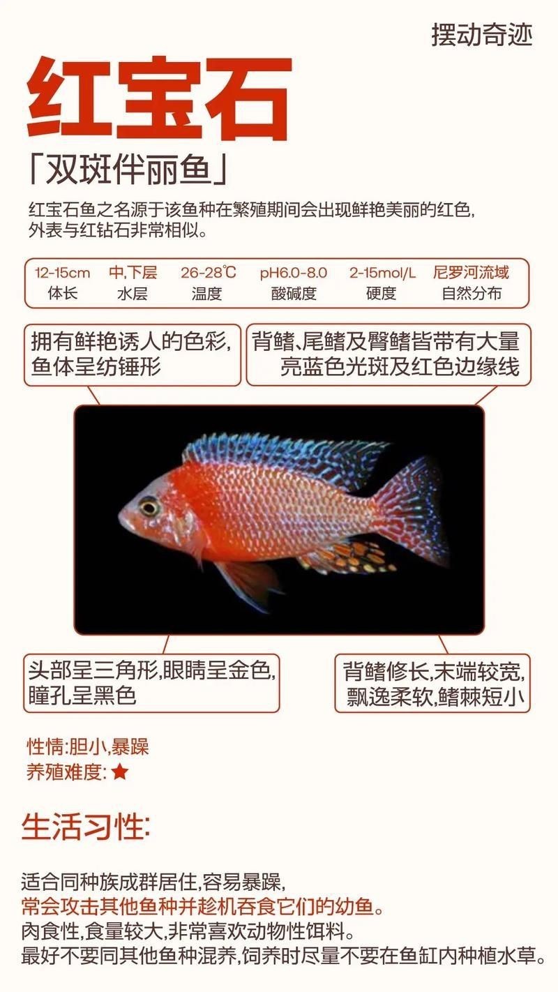 紅寶石公母對照圖【關于紅寶石魚公母區(qū)分的詳細對照指南，助力飼養(yǎng)者精準判斷】 紅寶石公母對照圖【關于紅寶石魚公母區(qū)分的詳細對照指南，助力飼養(yǎng)者精準判斷】 龍魚論壇 第8張
