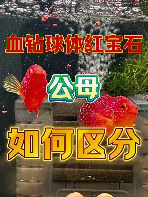 紅寶石公母對照圖【關于紅寶石魚公母區(qū)分的詳細對照指南，助力飼養(yǎng)者精準判斷】 紅寶石公母對照圖【關于紅寶石魚公母區(qū)分的詳細對照指南，助力飼養(yǎng)者精準判斷】 龍魚論壇 第1張