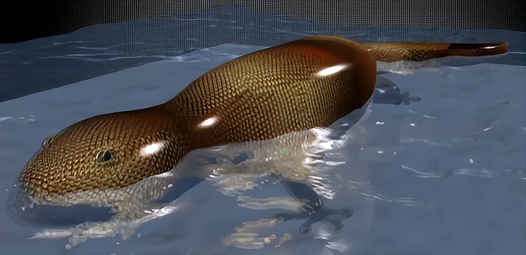 丘北龍魚店【丘北縣有賣龍魚的嗎】