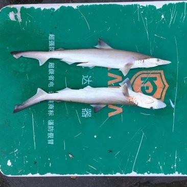 球鯊魚多少錢一條【鯊魚交易背后的生態(tài)警示——】