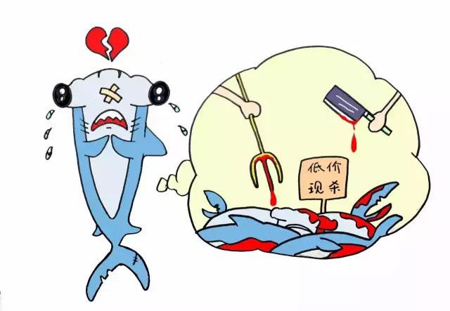 球鯊魚多少錢一條【鯊魚交易背后的生態(tài)警示——】