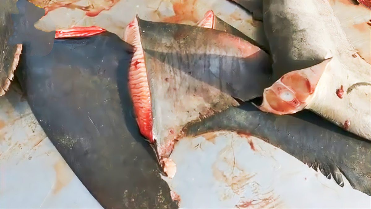 球鯊魚多少錢一條【鯊魚交易背后的生態(tài)警示——】