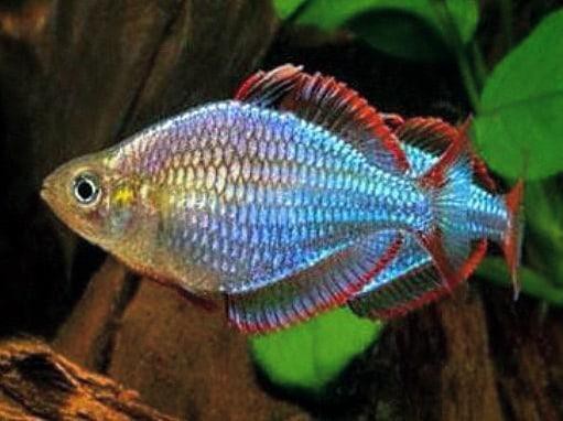 電光美人魚能長到幾厘米【電光美人魚的觀賞價值與體型密切相關但非普遍現象】