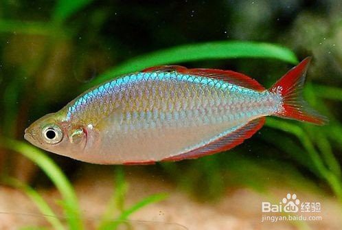 電光美人魚能長到幾厘米【電光美人魚的觀賞價值與體型密切相關但非普遍現象】
