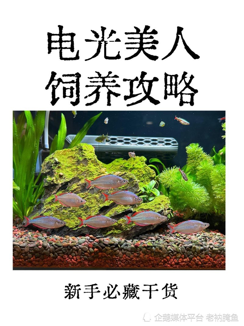電光美人魚能長到幾厘米【電光美人魚的觀賞價值與體型密切相關但非普遍現象】