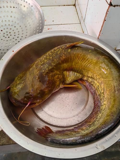 推薦一些高清的年魚圖片【高清年魚圖片大全覓知網被“誤解”最多的魚5元一斤少有人買】