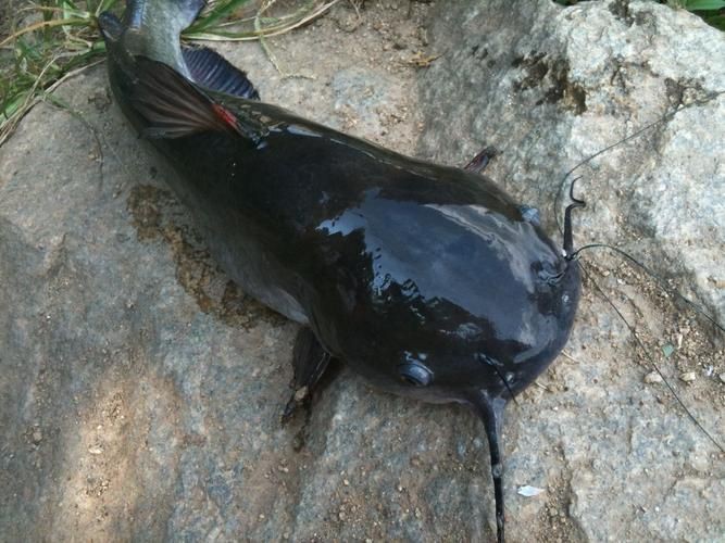 推薦一些高清的年魚圖片【高清年魚圖片大全覓知網被“誤解”最多的魚5元一斤少有人買】