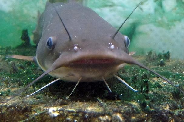 推薦一些高清的年魚圖片【高清年魚圖片大全覓知網被“誤解”最多的魚5元一斤少有人買】