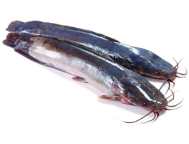 推薦一些高清的年魚圖片【高清年魚圖片大全覓知網被“誤解”最多的魚5元一斤少有人買】