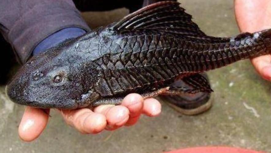 推薦一些高清的年魚圖片【高清年魚圖片大全覓知網被“誤解”最多的魚5元一斤少有人買】