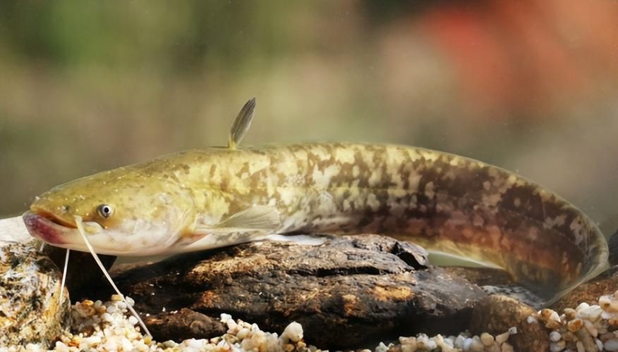 推薦一些高清的年魚圖片【高清年魚圖片大全覓知網被“誤解”最多的魚5元一斤少有人買】