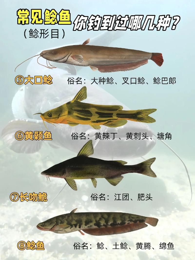 推薦一些高清的年魚圖片【高清年魚圖片大全覓知網被“誤解”最多的魚5元一斤少有人買】