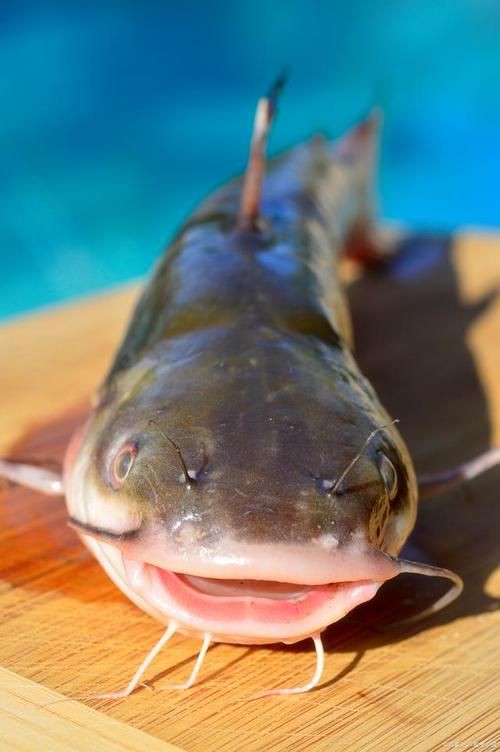 推薦一些高清的年魚圖片【高清年魚圖片大全覓知網被“誤解”最多的魚5元一斤少有人買】