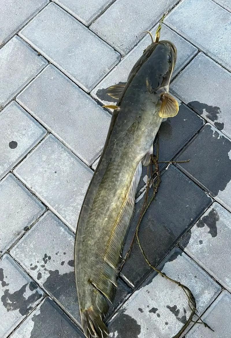 推薦一些高清的年魚圖片【高清年魚圖片大全覓知網被“誤解”最多的魚5元一斤少有人買】