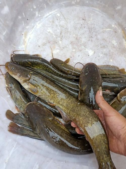 推薦一些高清的年魚圖片【高清年魚圖片大全覓知網被“誤解”最多的魚5元一斤少有人買】