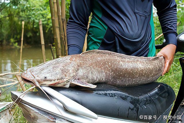 推薦一些高清的年魚圖片【高清年魚圖片大全覓知網被“誤解”最多的魚5元一斤少有人買】