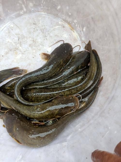 推薦一些高清的年魚圖片【高清年魚圖片大全覓知網被“誤解”最多的魚5元一斤少有人買】