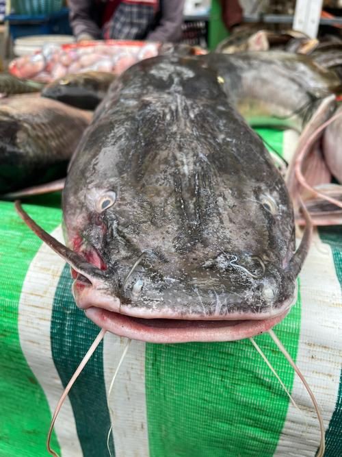 推薦一些高清的年魚圖片【高清年魚圖片大全覓知網被“誤解”最多的魚5元一斤少有人買】
