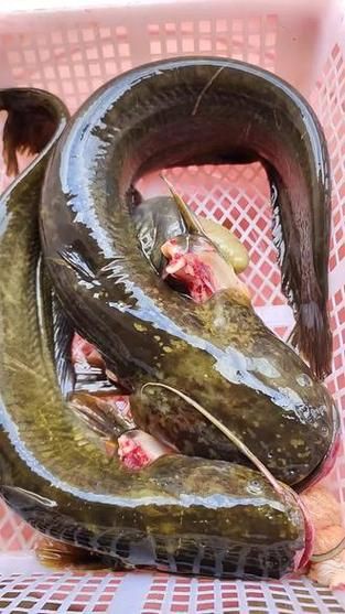 推薦一些高清的年魚圖片【高清年魚圖片大全覓知網被“誤解”最多的魚5元一斤少有人買】