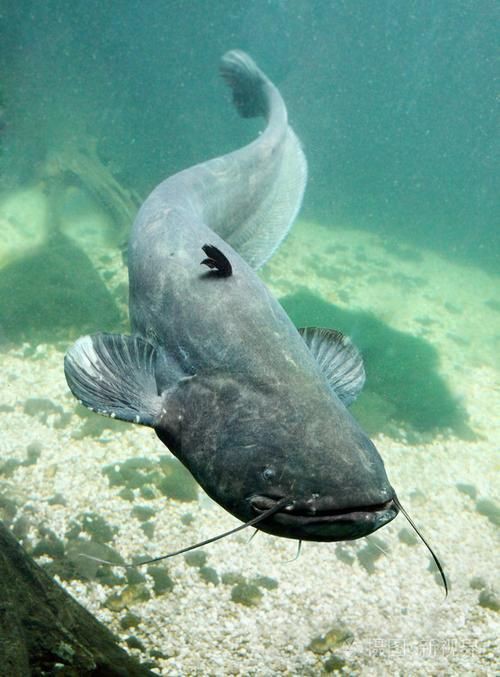 推薦一些高清的年魚圖片【高清年魚圖片大全覓知網被“誤解”最多的魚5元一斤少有人買】