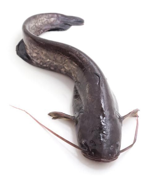 推薦一些高清的年魚圖片【高清年魚圖片大全覓知網被“誤解”最多的魚5元一斤少有人買】