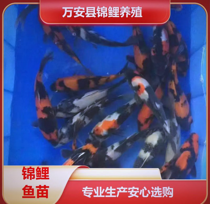 三明水族店【三明市三元區鑫歐記水族店】