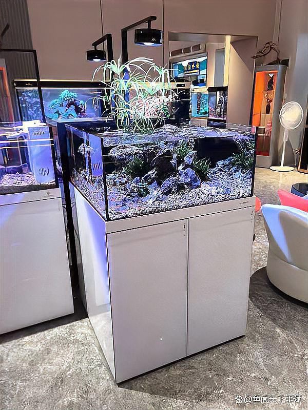 三明水族店【三明市三元區鑫歐記水族店】